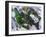 Gyotaku 2020 Oil on Card-jocasta shakespeare-Framed Giclee Print