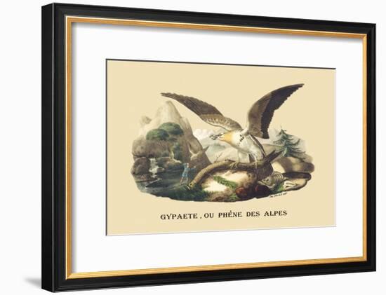 Gypaete, Ou Phene des Alpes-E.f. Noel-Framed Art Print