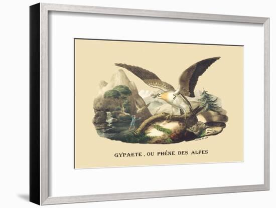 Gypaete, Ou Phene des Alpes-E.f. Noel-Framed Art Print