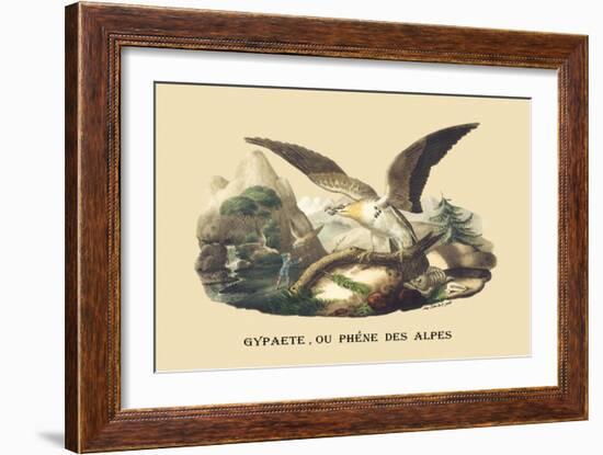 Gypaete, Ou Phene des Alpes-E.f. Noel-Framed Art Print