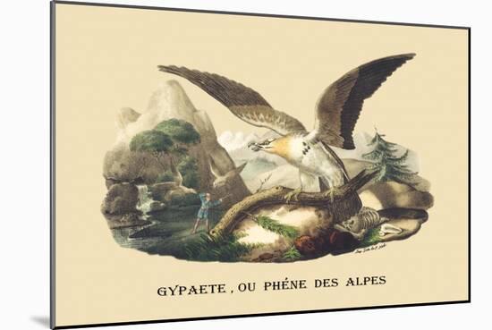 Gypaete, Ou Phene des Alpes-E.f. Noel-Mounted Art Print