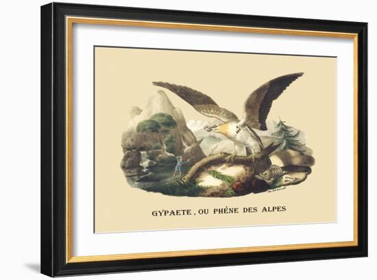 Gypaete, Ou Phene des Alpes-E.f. Noel-Framed Art Print