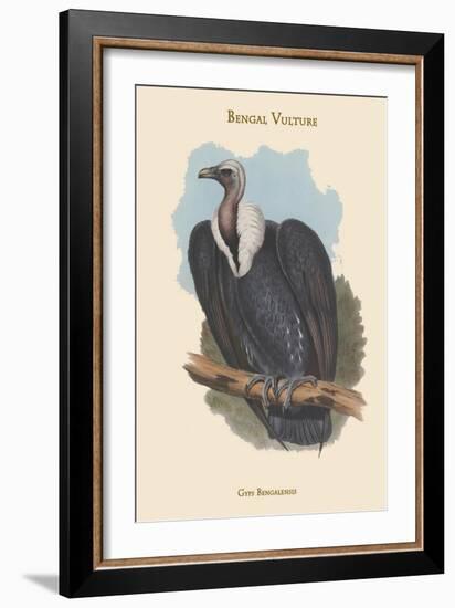 Gyps Bengalensis - Bengal Vulture-John Gould-Framed Art Print