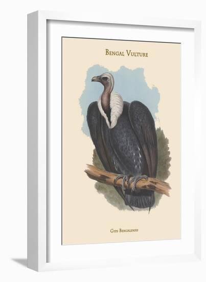 Gyps Bengalensis - Bengal Vulture-John Gould-Framed Art Print