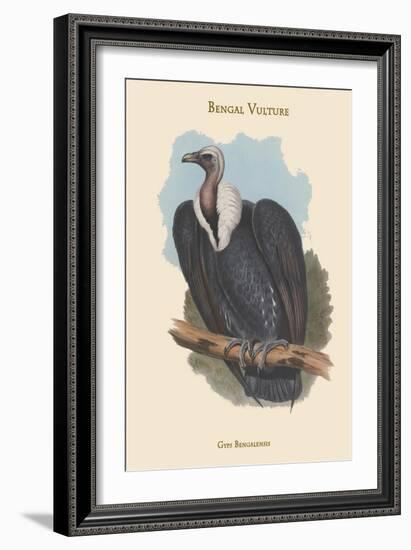 Gyps Bengalensis - Bengal Vulture-John Gould-Framed Art Print