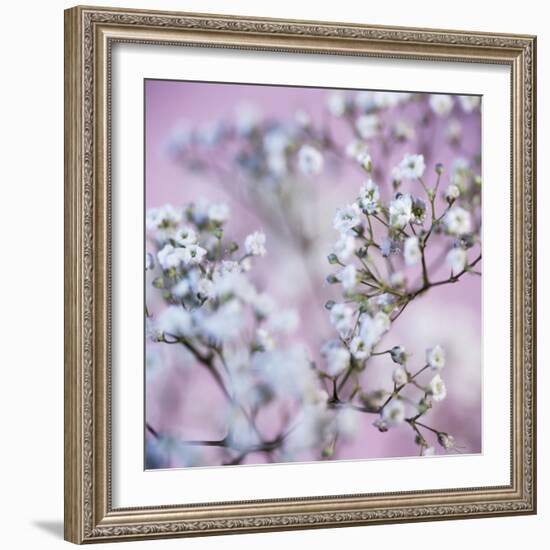 Gypsophila Flowers (Gypsophila Sp.)-Cristina-Framed Premium Photographic Print