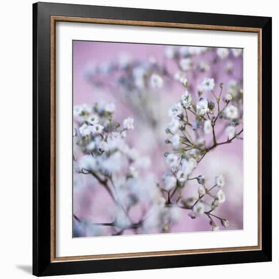 Gypsophila Flowers (Gypsophila Sp.)-Cristina-Framed Premium Photographic Print