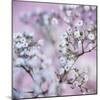 Gypsophila Flowers (Gypsophila Sp.)-Cristina-Mounted Premium Photographic Print