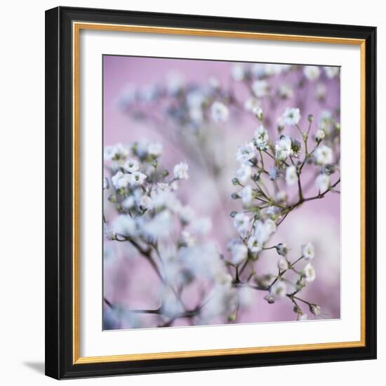Gypsophila Flowers (Gypsophila Sp.)-Cristina-Framed Premium Photographic Print