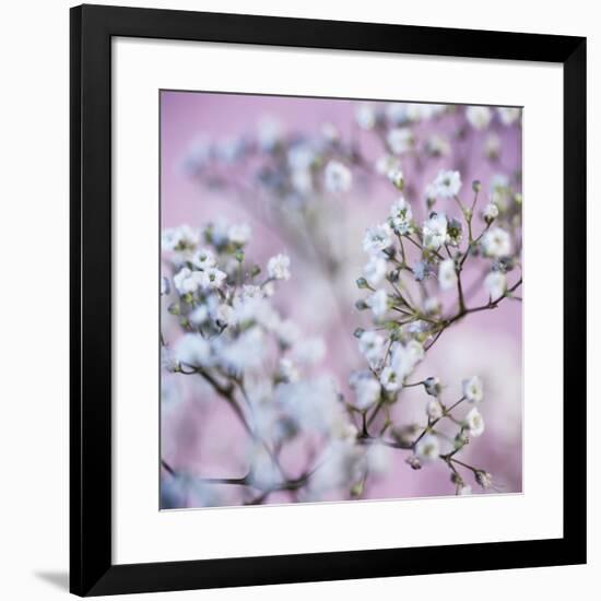 Gypsophila Flowers (Gypsophila Sp.)-Cristina-Framed Photographic Print