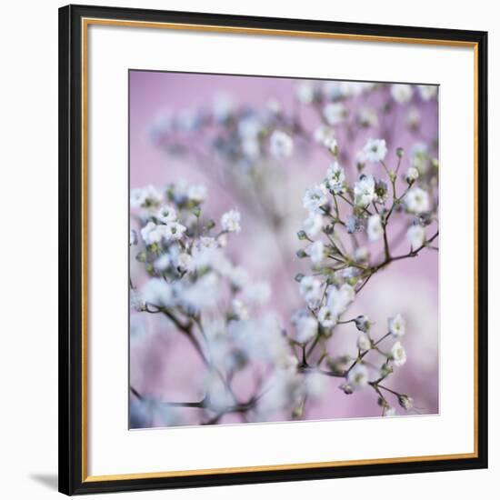 Gypsophila Flowers (Gypsophila Sp.)-Cristina-Framed Photographic Print