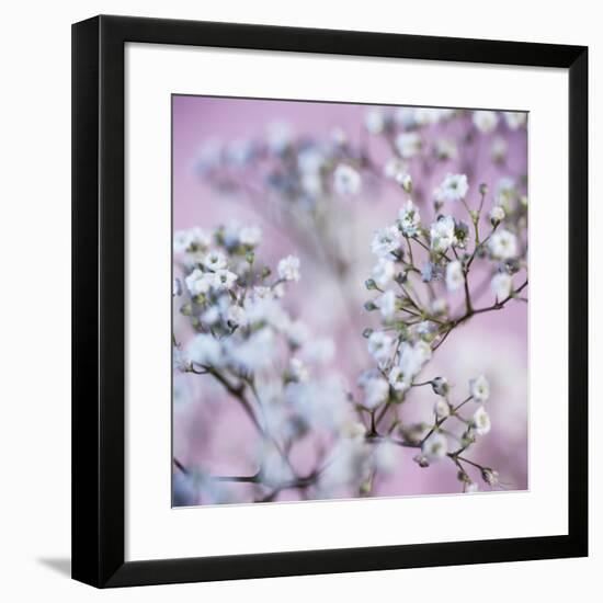 Gypsophila Flowers (Gypsophila Sp.)-Cristina-Framed Photographic Print