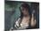 Gypsy in Reflection-Gustave Courbet-Mounted Photographic Print