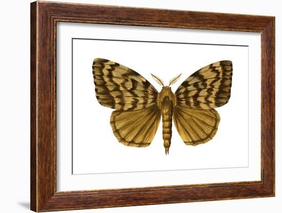 Gypsy Moth (Porthetria Dispar), Insects-Encyclopaedia Britannica-Framed Art Print