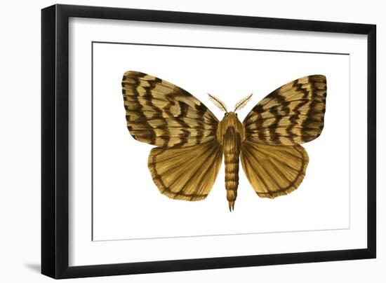 Gypsy Moth (Porthetria Dispar), Insects-Encyclopaedia Britannica-Framed Art Print