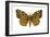 Gypsy Moth (Porthetria Dispar), Insects-Encyclopaedia Britannica-Framed Art Print