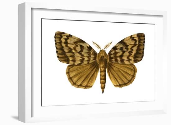 Gypsy Moth (Porthetria Dispar), Insects-Encyclopaedia Britannica-Framed Art Print