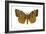 Gypsy Moth (Porthetria Dispar), Insects-Encyclopaedia Britannica-Framed Art Print