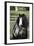 Gypsy Vanner 006-Bob Langrish-Framed Photographic Print