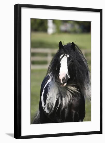 Gypsy Vanner 006-Bob Langrish-Framed Photographic Print