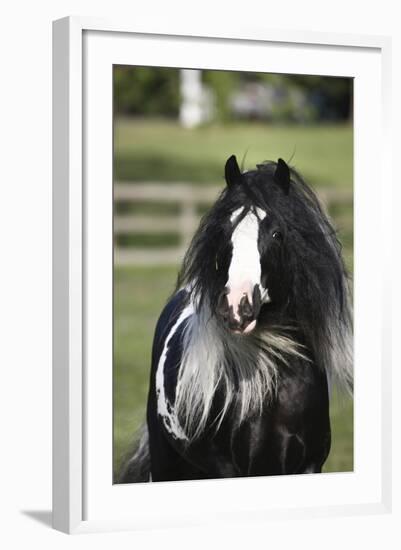 Gypsy Vanner 006-Bob Langrish-Framed Photographic Print