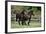 Gypsy Vanner 008-Bob Langrish-Framed Photographic Print