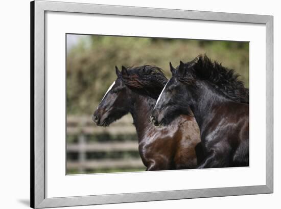 Gypsy Vanner 011-Bob Langrish-Framed Photographic Print