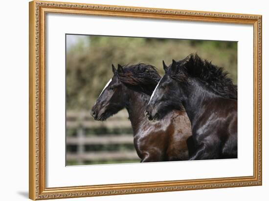 Gypsy Vanner 011-Bob Langrish-Framed Photographic Print