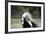 Gypsy Vanner 014-Bob Langrish-Framed Photographic Print