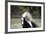 Gypsy Vanner 014-Bob Langrish-Framed Photographic Print