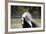 Gypsy Vanner 014-Bob Langrish-Framed Photographic Print