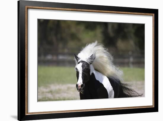 Gypsy Vanner 014-Bob Langrish-Framed Photographic Print