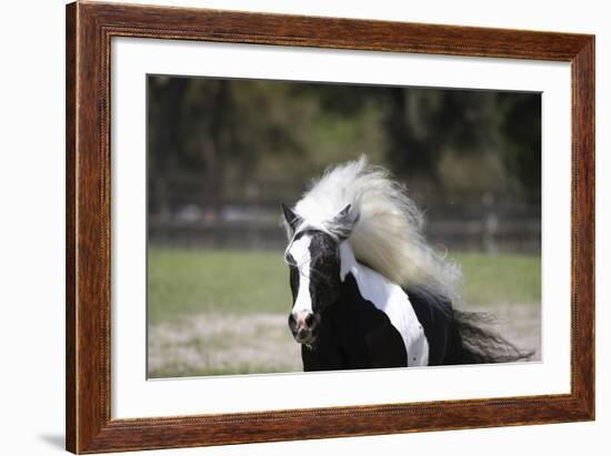 Gypsy Vanner 014-Bob Langrish-Framed Photographic Print