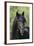 Gypsy Vanner 016-Bob Langrish-Framed Photographic Print