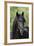 Gypsy Vanner 016-Bob Langrish-Framed Photographic Print