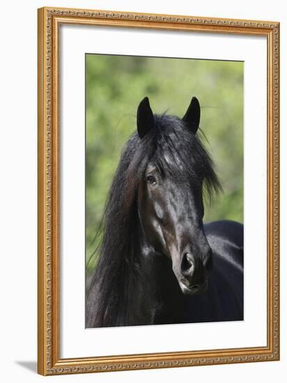 Gypsy Vanner 016-Bob Langrish-Framed Photographic Print