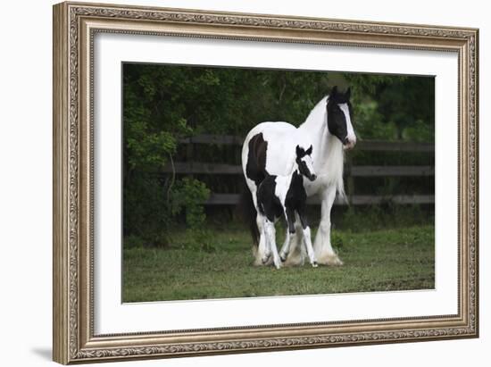 Gypsy Vanner 028-Bob Langrish-Framed Photographic Print