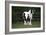 Gypsy Vanner 028-Bob Langrish-Framed Photographic Print