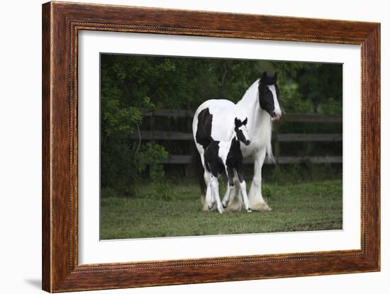 Gypsy Vanner 028-Bob Langrish-Framed Photographic Print