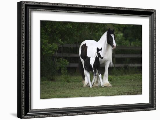 Gypsy Vanner 028-Bob Langrish-Framed Photographic Print