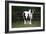 Gypsy Vanner 028-Bob Langrish-Framed Photographic Print