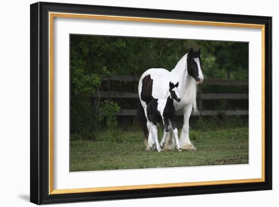 Gypsy Vanner 028-Bob Langrish-Framed Photographic Print