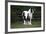 Gypsy Vanner 028-Bob Langrish-Framed Photographic Print