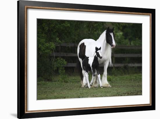 Gypsy Vanner 028-Bob Langrish-Framed Photographic Print