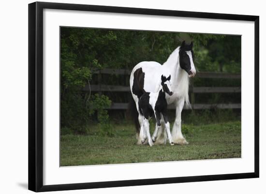 Gypsy Vanner 028-Bob Langrish-Framed Photographic Print