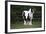 Gypsy Vanner 028-Bob Langrish-Framed Photographic Print