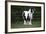 Gypsy Vanner 028-Bob Langrish-Framed Photographic Print