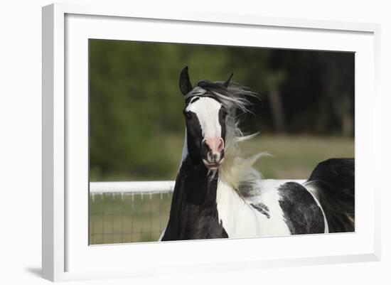 Gypsy Vanner 034-Bob Langrish-Framed Photographic Print