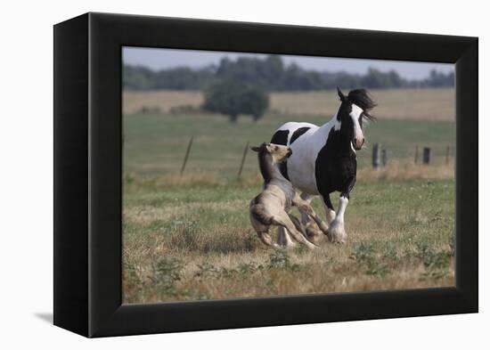 Gypsy Vanner 037-Bob Langrish-Framed Premier Image Canvas