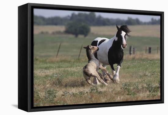 Gypsy Vanner 037-Bob Langrish-Framed Premier Image Canvas